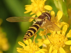 Sphaerophoria scripta