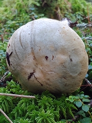 Leccinum holopus