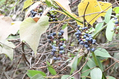 Vitis berlandieri