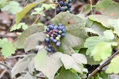 Vitis berlandieri