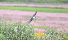 Geranoaetus albicaudatus