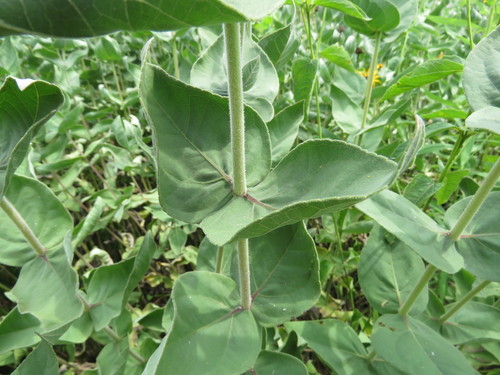 Helianthus mollis