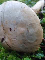 Leccinum holopus
