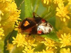 Deraeocoris ruber