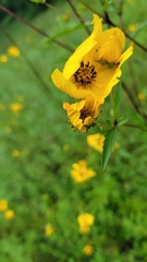Bidens aristosa