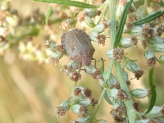 Eurygaster testudinaria