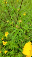 Bidens aristosa