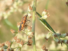 Corizus hyoscyami