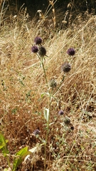 Eryngium articulatum
