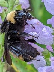 Bombus auricomus