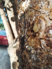 Frieseomelitta nigra