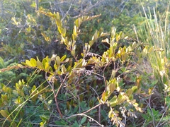 Chamaedaphne calyculata