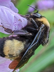 Bombus auricomus