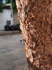 Frieseomelitta nigra