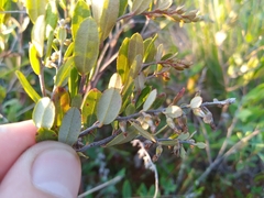 Chamaedaphne calyculata