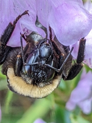 Bombus auricomus