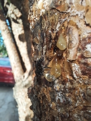 Frieseomelitta nigra