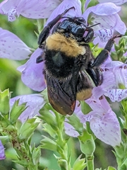 Bombus auricomus