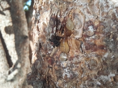 Frieseomelitta nigra