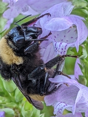 Bombus auricomus
