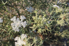 Echinophora spinosa