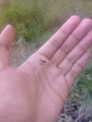 Ocyptamus dimidiatus