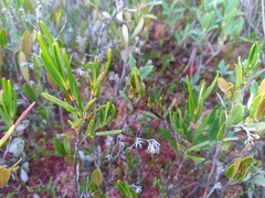 Kalmia polifolia