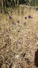 Eryngium articulatum