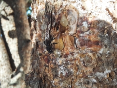 Frieseomelitta nigra