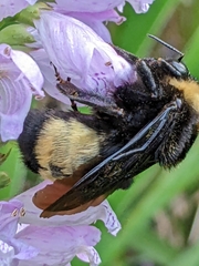 Bombus auricomus