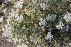 Echinophora spinosa