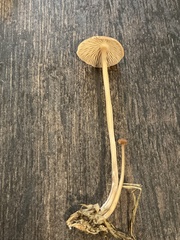 Conocybe tenera