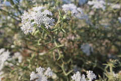 Echinophora spinosa