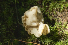 Ductifera pululahuana