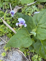 Viola banksii