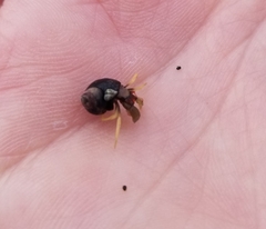 Pagurus granosimanus