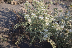 Echinophora spinosa