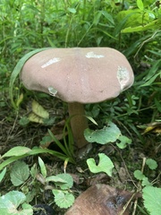 Tylopilus