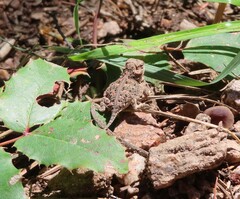 Phrynosoma hernandesi