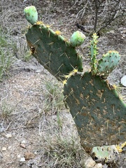 Opuntia