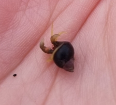 Pagurus granosimanus