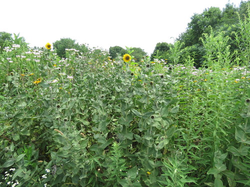 Helianthus mollis