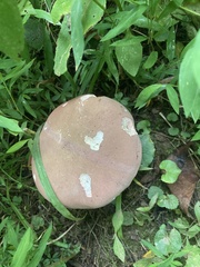 Tylopilus