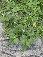 Viola banksii