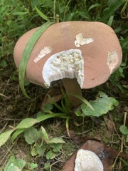 Tylopilus