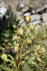 Lilium martagon