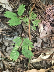 Chamaecrista