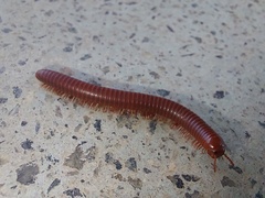 Trigoniulus corallinus