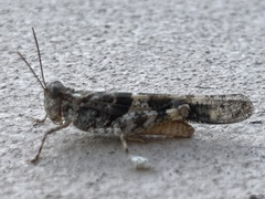 Trimerotropis pallidipennis