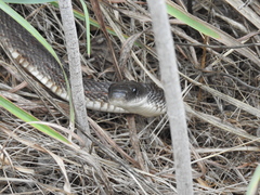 Pantherophis obsoletus